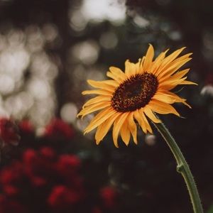 Meet your Posher, Gracie